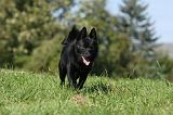 SCHIPPERKE 738